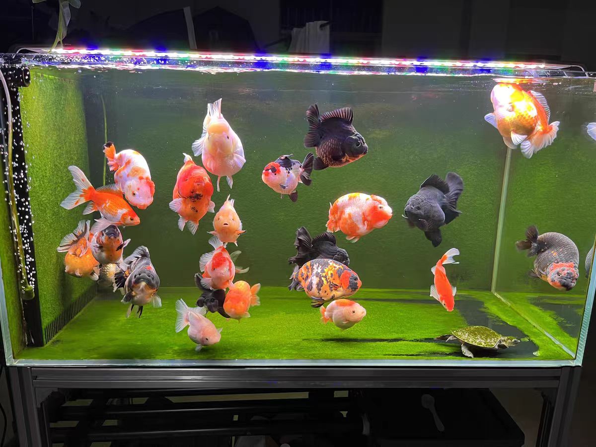 LED Aquarium Light for Fish Ta - Marine Aquarium In Clearwater recension och pris